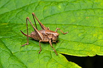 Dark bush cricket (Pholidoptera griseoaptera) female, Whitelye, Monmouthshire, Wales, UK