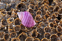 Rare purple form of Dog whelk (Nucella lapillus) resting on a colony of honeycomb worms (Sabellaria alveolata) on the shore at Nash Point, Glamorgan.