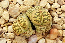 Living stone plant (Lithops dorotheae) one of the &#39;living stones&#39; plants, in cultivation. It is in transitional stage, with the old leaves withering and new ones emerging. Native to South Afri...