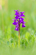 Green winged orchid (Anacamptis morio) typical form. Monmouthshire, Wales, UK, May