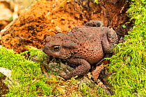 Common toad (Bufo bufo) with reddish coloration, Whitelye Common Nature Reserve, Monmouthshire, Wales, UK