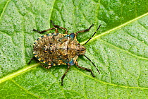 Forest shield bug (Pentatoma rufipes) nymph. Forest of Dean, Gloucestershire, England, UK. Family Pentatomidae