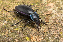 Violet ground beetle (Carabus violaceus) a predatory carabid beetle that eats slugs. Monmouthshire, June.