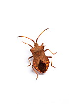 Dock bug (Coreus marginatus) Monmouthshire, Wales, UK
