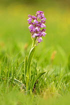 Green winged orchid (Anacamptis morio) pale pink form. Monmouthshire, Wales, UK, May