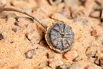 Cheiridopsis robustus, closed seed capsule. Namaqualand, South Africa.