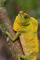 Hump-nosed lizard (Lyriocephalus scutatus) Sri Lanka