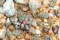 Cheiridopsis robustus, a leaf succulent from the Knersvlakte region, Namaqualand, South Africa