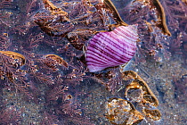 Rare purple form of Dog whelk (Nucella lapillus) on the shore at Nash Point, Glamorgan.
