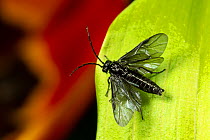 Solomon&#39;s seal sawfly (Phymatocera aterrima) on Solomon&#39;s Seal leaf. Monmouthshire, May.