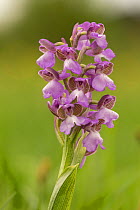 Green winged orchid (Anacamptis morio) pale pink form. Monmouthshire, Wales, UK, May