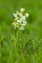 Green winged orchid (Anacamptis morio) pure white form. Monmouthshire, Wales, UK, May