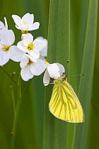 Green-veined white butterfly (Pieris napi) Whitelye Common Nature Reserve, Monmouthshire, Wales, UK