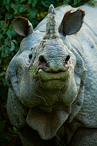 Indian rhinoceros (Rhinoceros unicornis) Kaziranga National Park, Assam, India.