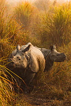 Indian rhinoceros (Rhinoceros unicornis) in grassland, female and juvenile, Kaziranga National Park, Assam, India.