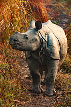 Indian rhinoceros (Rhinoceros unicornis) Kaziranga National Park, Assam, India.