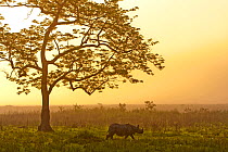 Indian rhinoceros (Rhinoceros unicornis) with Cotton tree (Bombax ceiba) at sunrise, Kaziranga National Park, Assam, India.