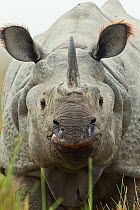 Indian / Asian one-horned rhinoceros (Rhinoceros unicornis) head on portrait, at Kaziranga National Park, Assam, India.