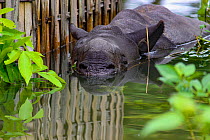 Indian rhinoceros (Rhinoceros unicornis) calf separated from mother during the monsoon floods, Kaziranga National Park, Assam, India