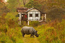 Indian rhinoceros (Rhinoceros unicornis) grazing in front of anti poaching camp, Kaziranga National Park, Assam, India