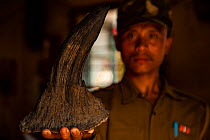 Forest guard holding seized Indian rhinoceros (Rhinoceros unicornis) horn, Kaziranga National Park, Assam, India