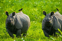 Indian rhinoceros (Rhinoceros unicornis) two with birds on back, Kaziranga National Park, Assam, India