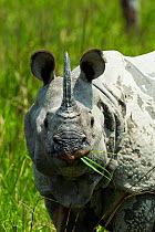 Indian rhinoceros (Rhinoceros unicornis) Kaziranga National Park, Assam, India