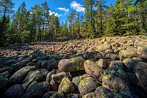 Pebble field in coniferous forest, a result of isostatic uplift. Skuleskogen National Park, High Coast World Heritage Site, Vasternorrland, Sweden. August, 2018.