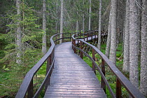 Wooden walkway through coniferous forest. Near High Coast bridge, High Coast World Heritage Site, Vasternorrland, Sweden. August, 2018.