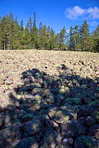 Area of pebbles within coniferous forest at 150m above sea level, a result of isostatic uplift. Skuleskogen National Park, High Coast World Heritage Site, Vasternorrland, Sweden. August, 2018.