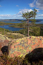 Lichen covered rock and Pine (Pinus sp) tree with coniferous forest and Gulf of Bothnia in background. View from Slattdalsberget, Skuleskogen National Park. High Coast World Heritage Site, Vasternorrl...