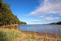 Beach on Angermanalven river estuary. Near High Coast Bridge / Hogakustenbron, Veda. High Coast World Heritage Site, Vasternorrland, Sweden. August, 2018.
