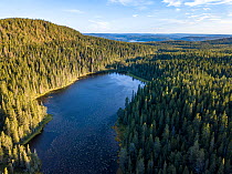 Lake surrounded by coniferous trees, high angle view in morning light. Skuleskogen National Park, High Coast World Heritage Site, Vasternorrland, Sweden. August, 2018.