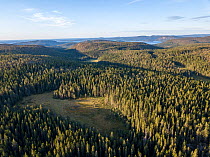 Coniferous forest and clearing with pond. Aerial view, High Coast World Heritage Site, Vasternorrland, Sweden. August, 2018.