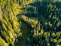 Aerial view of coniferous forest in High Coast World Heritage Site, Vasternorrland, Sweden. August, 2018.