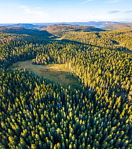 Aerial view of coniferous forest in Skuleskogen National Park, High Coast World Heritage Site, Vasternorrland, Sweden. August, 2018.
