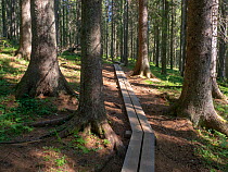 Boarded walkway through coniferous forest, Skuleskogen National Park, High Coast World Heritage Site, Vasternorrland, Sweden. August, 2018.