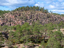 Coniferous forest on rocky hill, Slattdalsberget, Skuleskogen National Park, High Coast World Heritage Site, Vasternorrland, Sweden. August, 2018.