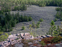 Rocks and pebble field in coniferous forest, view from Slattdalsberget, Skuleskogen National Park, High Coast World Heritage Site, Vasternorrland, Sweden. August, 2018.