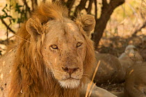 Lion (Panthera leo) portrait, South Luangwa National Park, Zambia. August