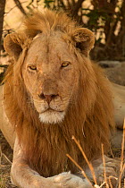 Lion (Panthera leo) portrait, South Luangwa National Park, Zambia. August