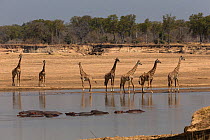 Thornicroft giraffes (Giraffa camelopardalis thornicrofti) alert beside the Luangwa river with hippopotamuses (Hippopotamus amphibius) South Luangwa National Park, Zambia. August