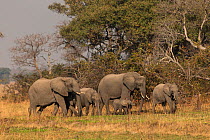 Elephants (Loxodonta africana) walking on the Busanga plains, Kafue National Park, Zambia. August
