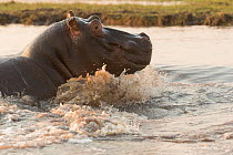 Hippopotamus (Hippopotamus amphibius) swimming, Busanga plains, Kafue National Park, Zambia. August