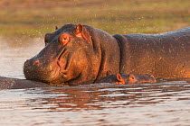 Hippopotamus (Hippopotamus amphibius) female and calf, Busanga plains, Kafue National Park, Zambia. August