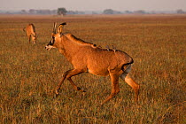 Roan antelope (Hippotragus equinus) running with oxpeckers (Buphagus sp.) on back, Busanga plains, Kafue National Park, Zambia. August.