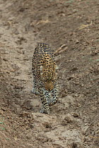 Leopard (Panthera pardus) female walking in a gully, South Luangwa Narional Park, Zambia. August