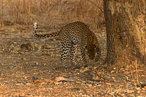 Leopard (Panthera pardus) female scratching ground after urinating, South Luangwa National Park, Zambia. August