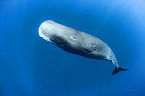 Sperm whale (Physeter macrocephalus) mature female, Dominica.