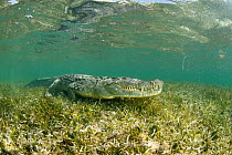 American crocodile over seagrass bed (Crocodylus acutus), Chinchorro Banks (Biosphere Reserve), Quintana Roo, Mexico